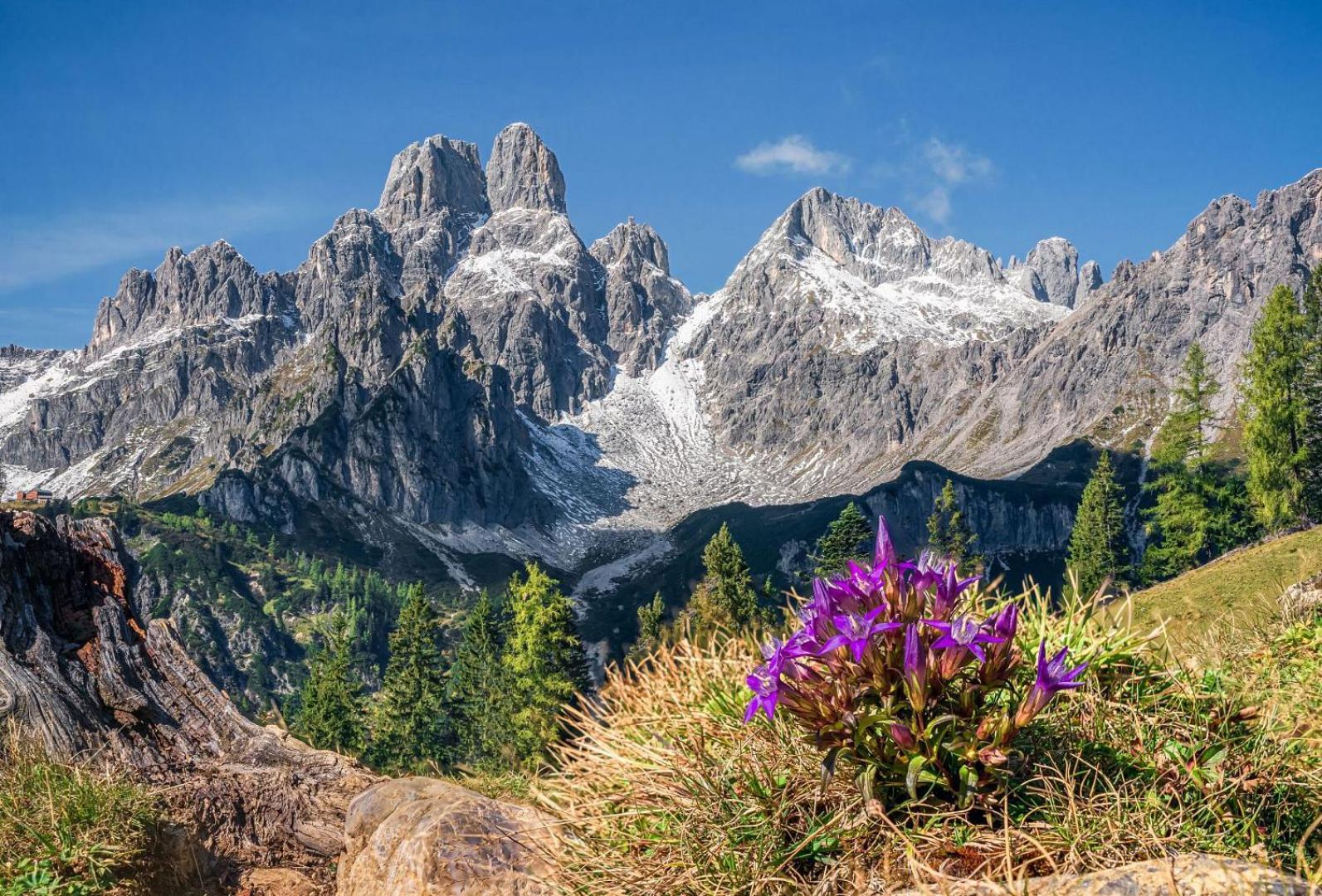 Alpenblick Hotel Filzmoos